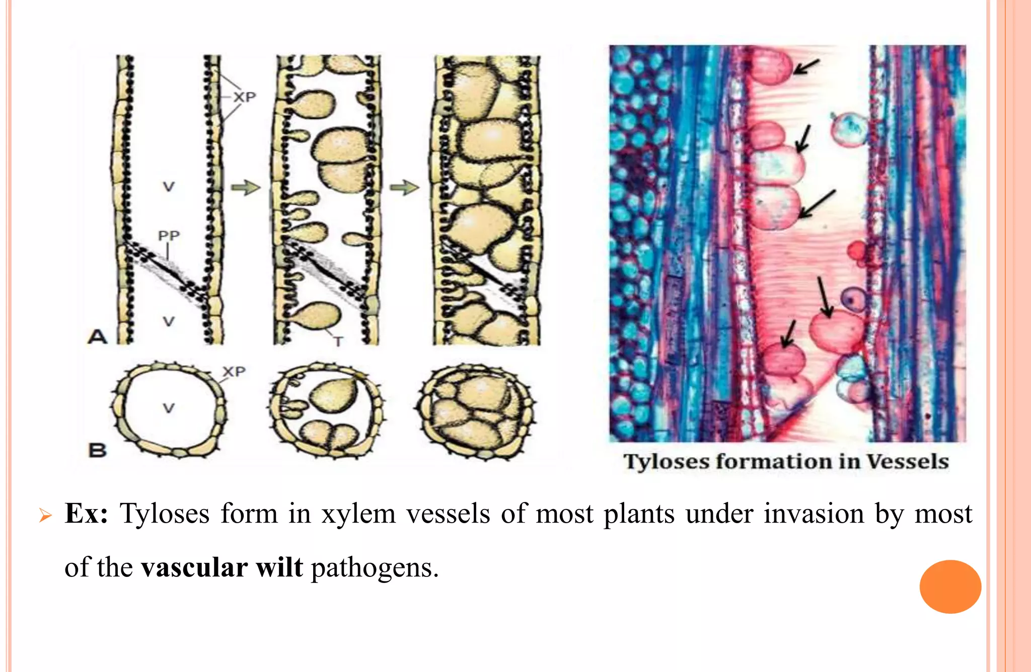  Ex: Tyloses form in xylem vessels of most plants under invasion by most
of the vascular wilt pathogens.
 