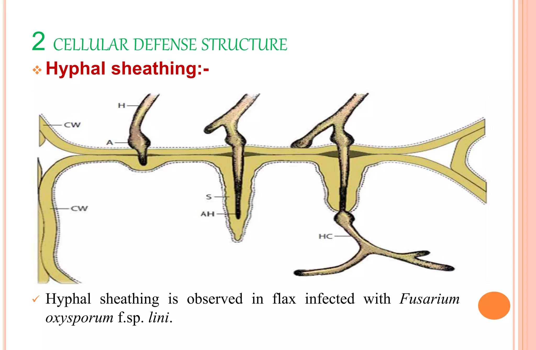2 CELLULAR DEFENSE STRUCTURE
 Hyphal sheathing:-
 Hyphal sheathing is observed in flax infected with Fusarium
oxysporum f.sp. lini.
 