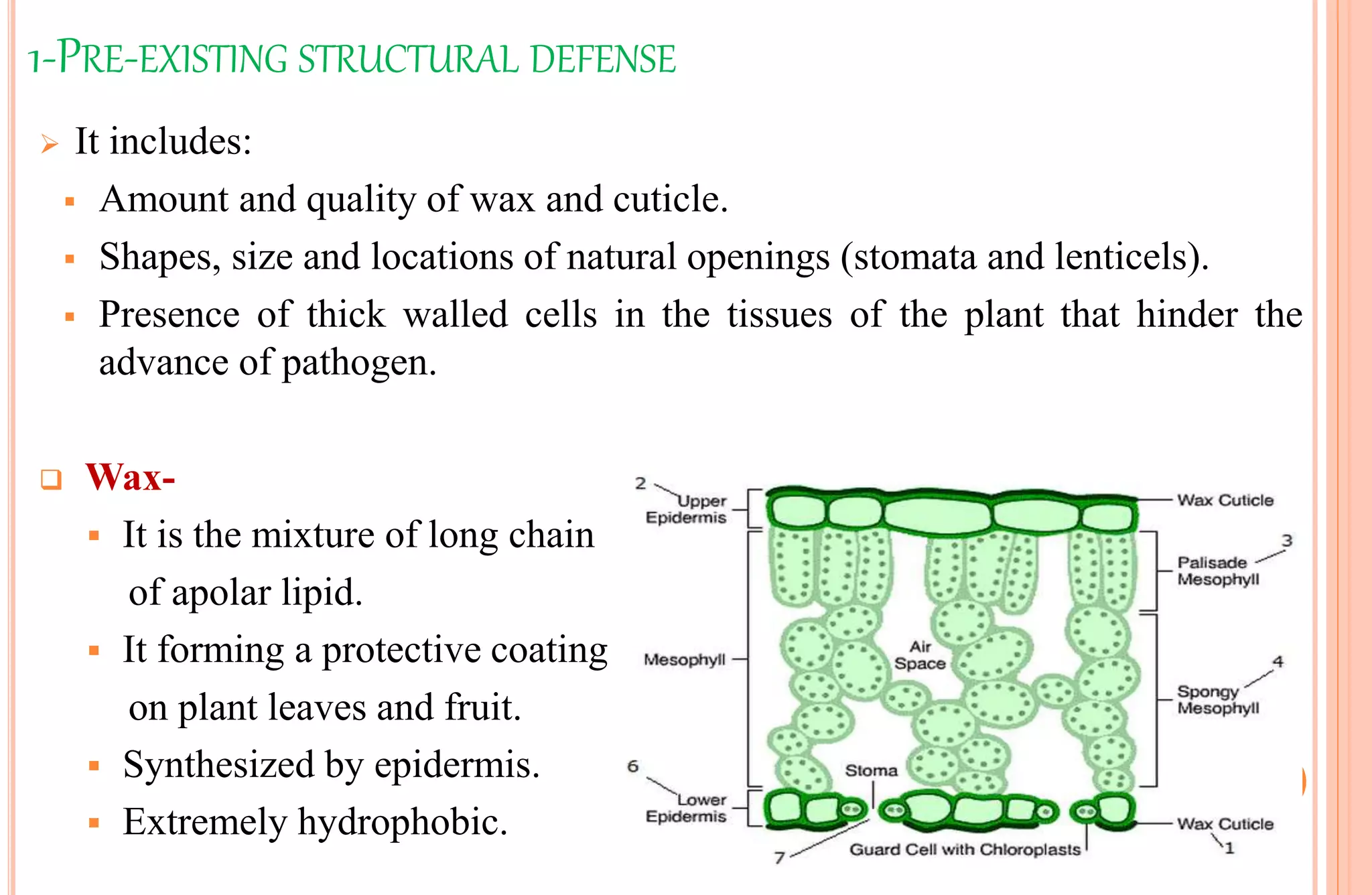 1-PRE-EXISTING STRUCTURAL DEFENSE
 It includes:
 Amount and quality of wax and cuticle.
 Shapes, size and locations of natural openings (stomata and lenticels).
 Presence of thick walled cells in the tissues of the plant that hinder the
advance of pathogen.
 Wax-
 It is the mixture of long chain
of apolar lipid.
 It forming a protective coating
on plant leaves and fruit.
 Synthesized by epidermis.
 Extremely hydrophobic.
 