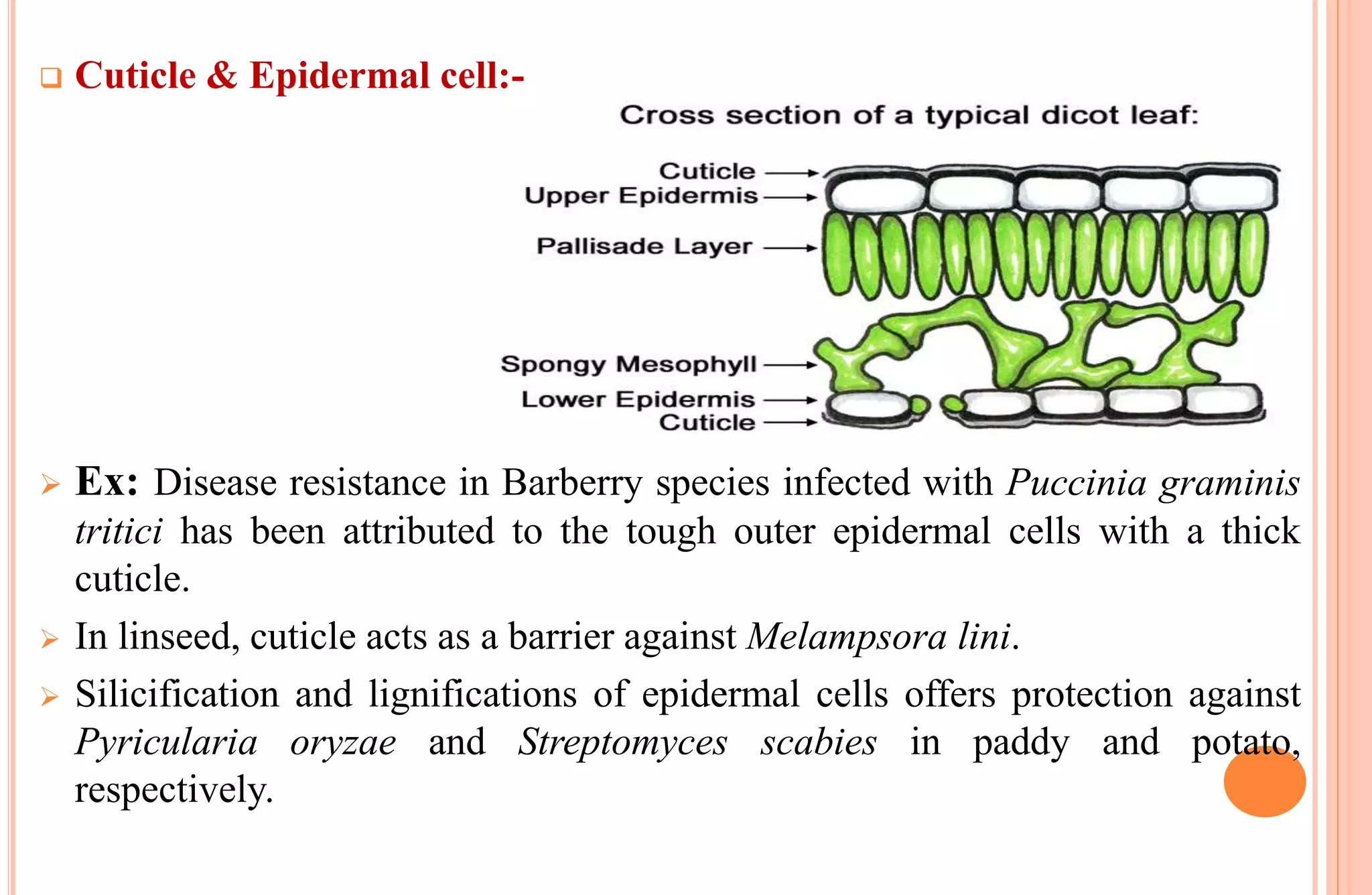  Cuticle & Epidermal cell:-
 Ex: Disease resistance in Barberry species infected with Puccinia graminis
tritici has been attributed to the tough outer epidermal cells with a thick
cuticle.
 In linseed, cuticle acts as a barrier against Melampsora lini.
 Silicification and lignifications of epidermal cells offers protection against
Pyricularia oryzae and Streptomyces scabies in paddy and potato,
respectively.
 
