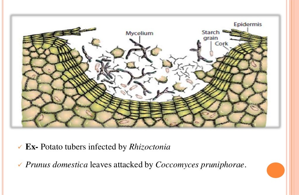 DEFENCE MECHANISM IN PLANTS AGAINST PATHOGENS (STRUCTURAL & BIOCHEMIC…