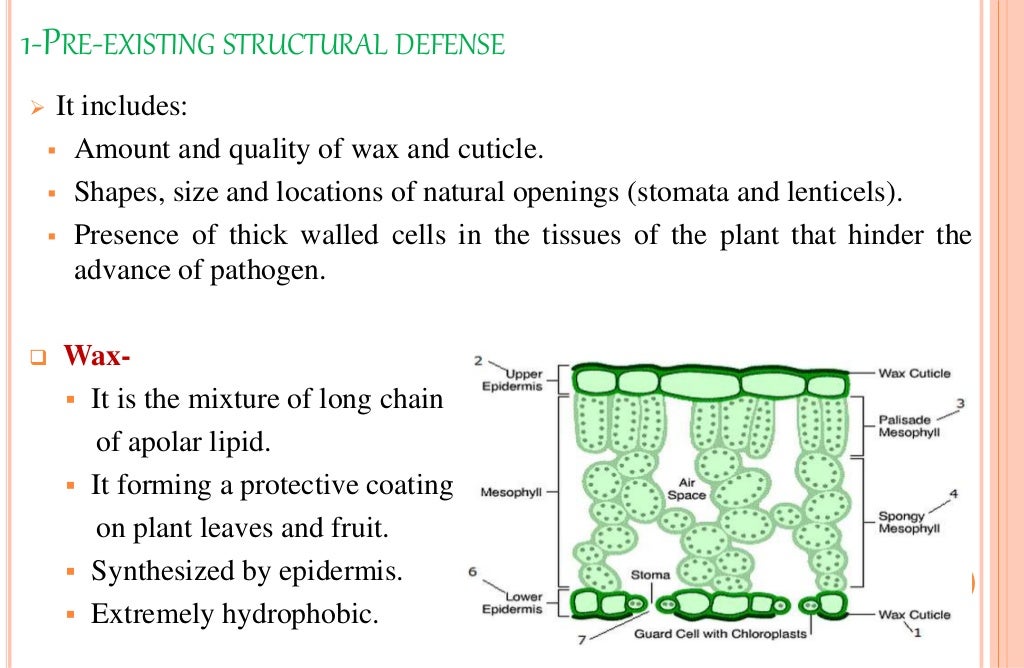 DEFENCE MECHANISM IN PLANTS AGAINST PATHOGENS (STRUCTURAL & BIOCHEMIC…