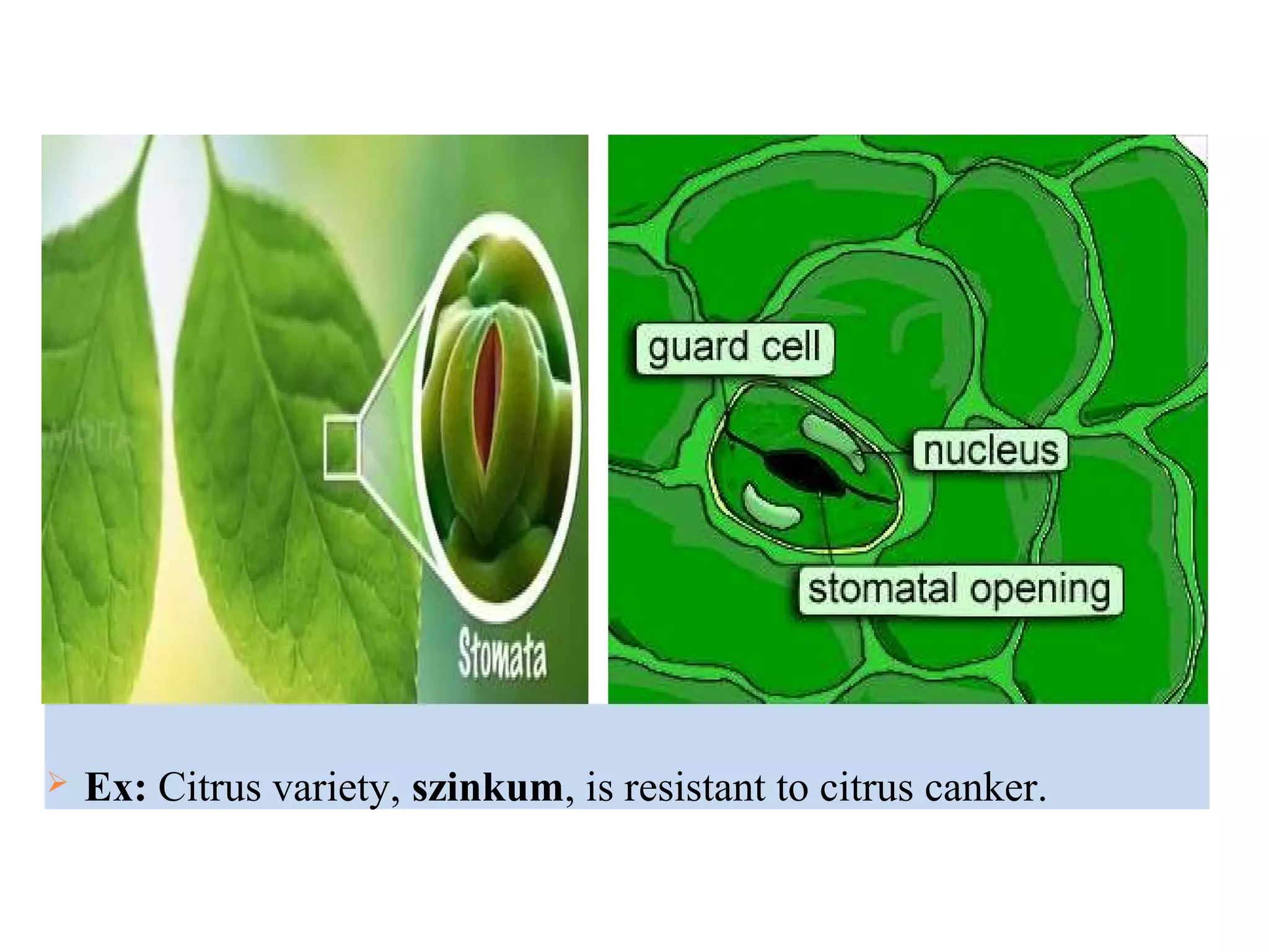  Ex: Citrus variety, szinkum, is resistant to citrus canker.
 