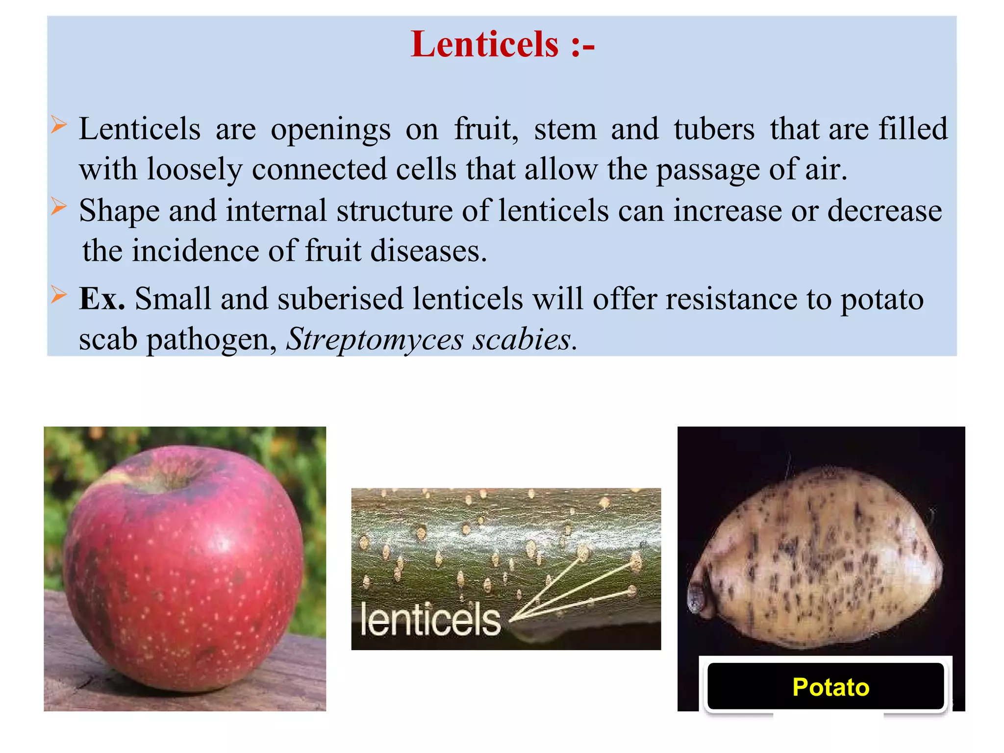 Lenticels :-
 Lenticels are openings on fruit, stem and tubers that are filled
with loosely connected cells that allow the passage of air.
 Shape and internal structure of lenticels can increase or decrease
the incidence of fruit diseases.
 Ex. Small and suberised lenticels will offer resistance to potato
scab pathogen, Streptomyces scabies.
Potato
 
