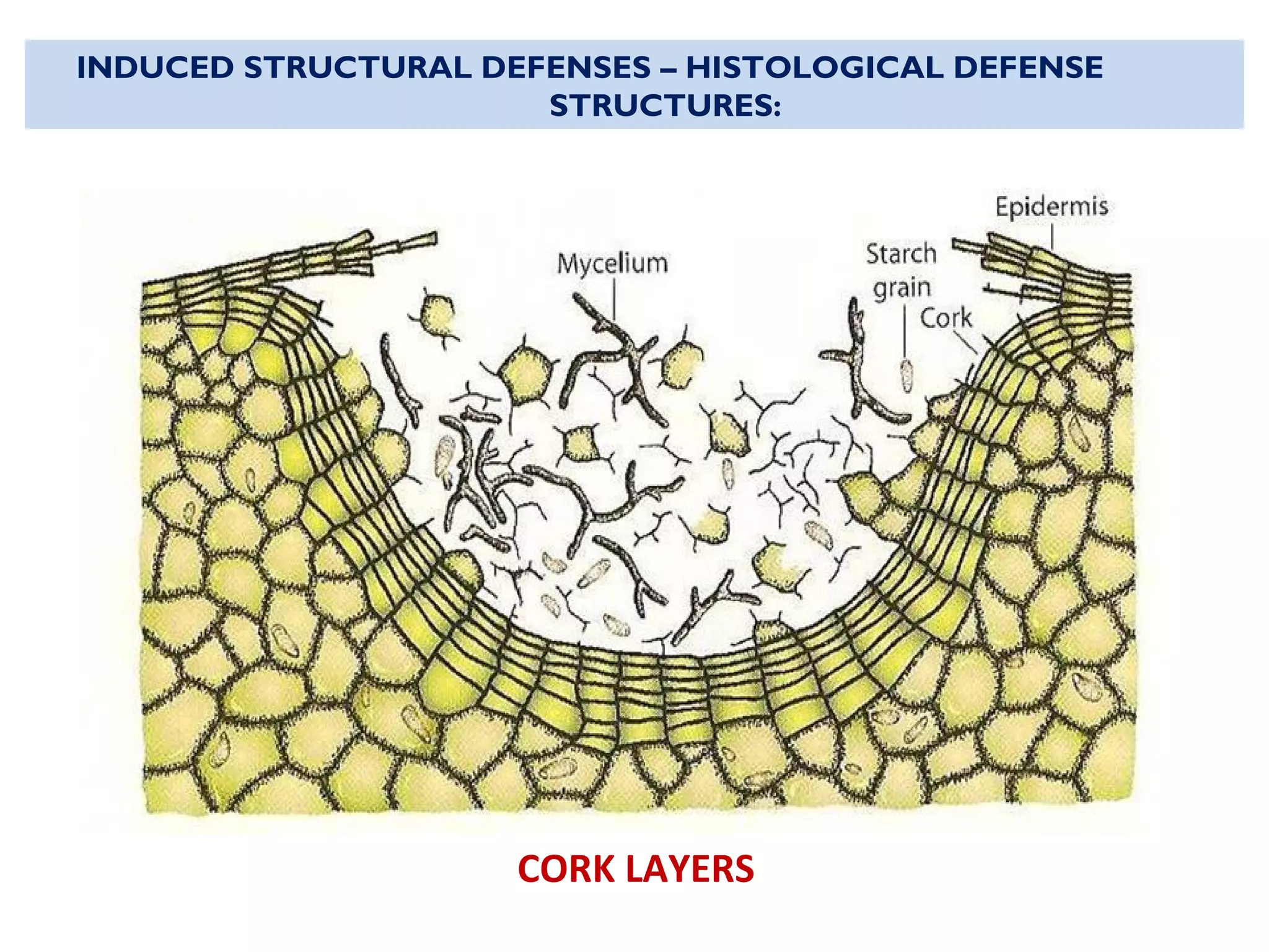 INDUCED STRUCTURAL DEFENSES – HISTOLOGICAL DEFENSE
STRUCTURES:
CORK LAYERS
 