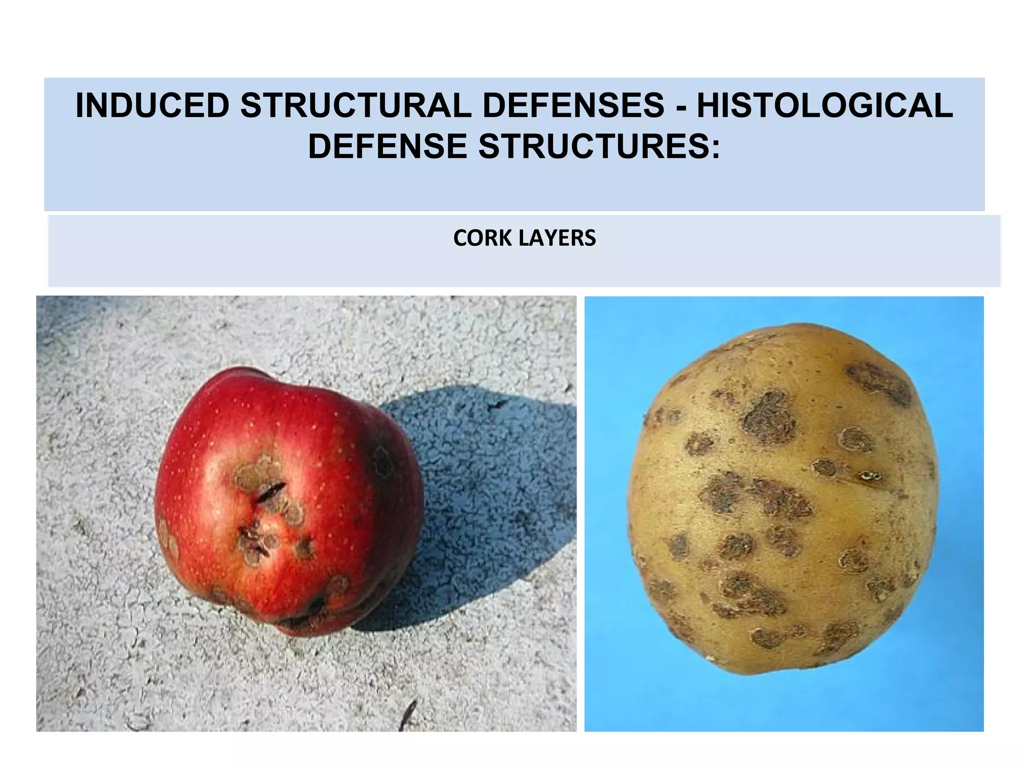 INDUCED STRUCTURAL DEFENSES - HISTOLOGICAL
DEFENSE STRUCTURES:
CORK LAYERS
 