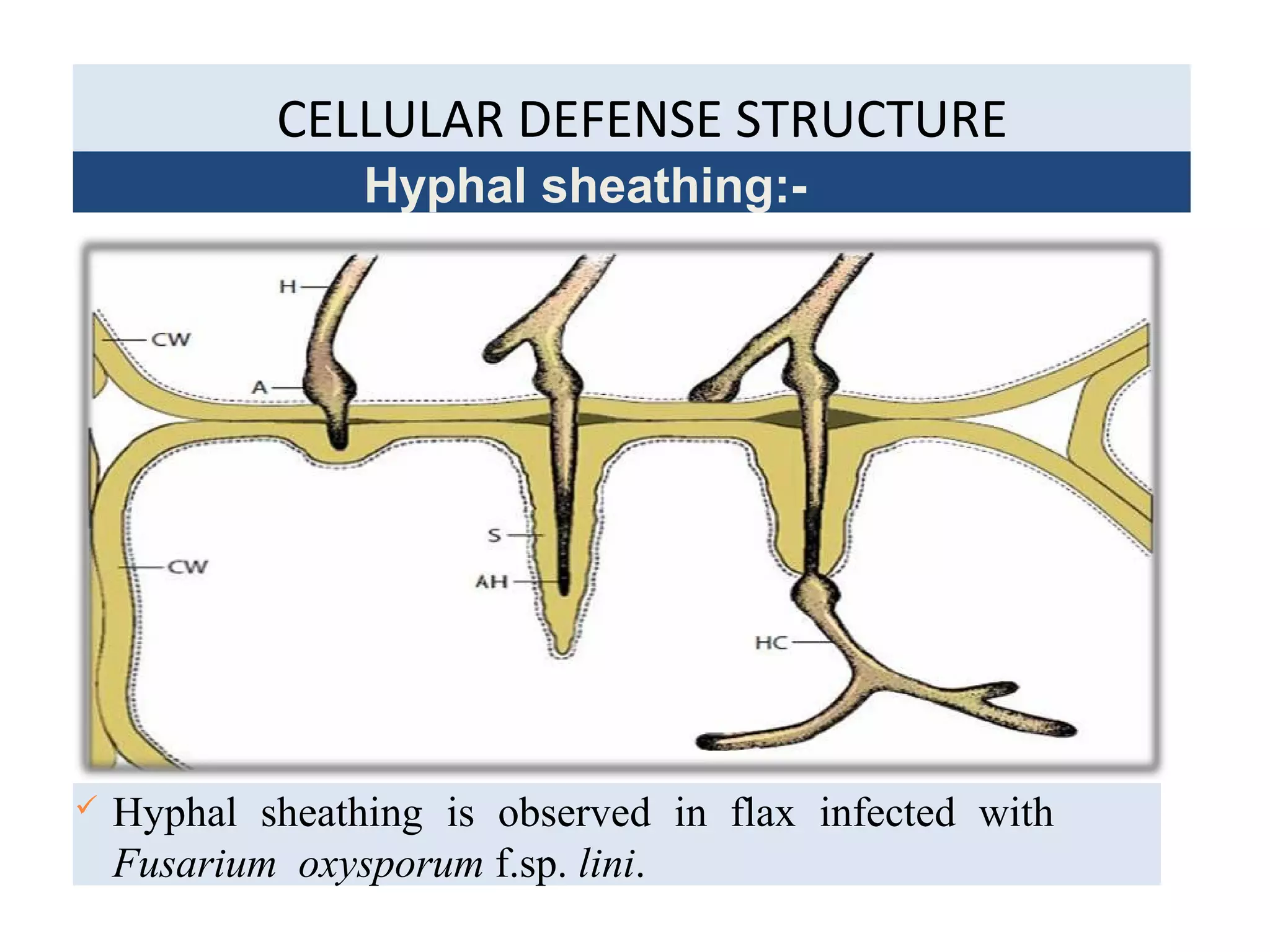 CELLULAR DEFENSE STRUCTURE
Hyphal sheathing:-
 Hyphal sheathing is observed in flax infected with
Fusarium oxysporum f.sp. lini.
 
