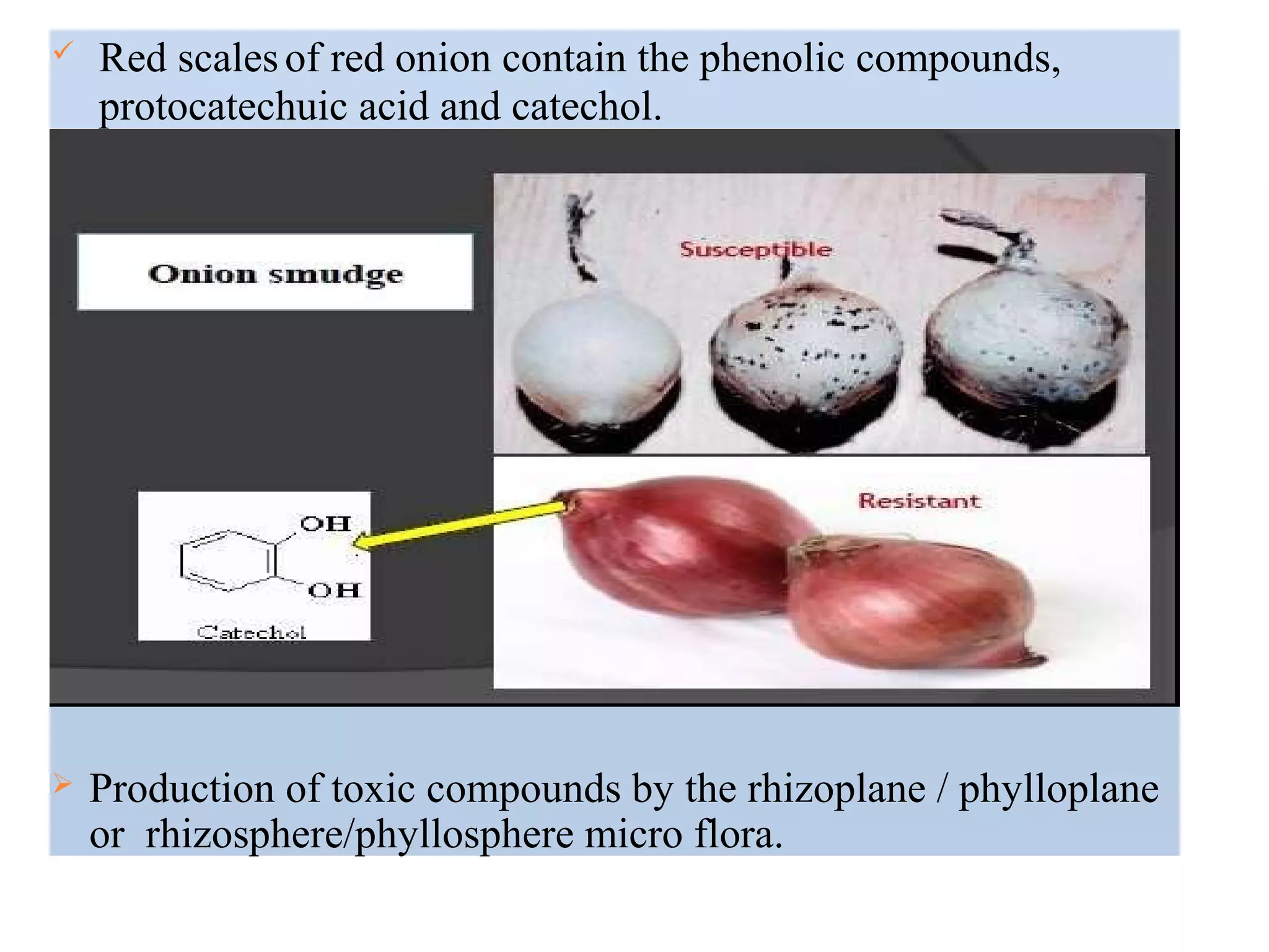  Red scalesof red onion contain the phenolic compounds,
protocatechuic acid and catechol.
 Production of toxic compounds by the rhizoplane / phylloplane
or rhizosphere/phyllosphere micro flora.
 