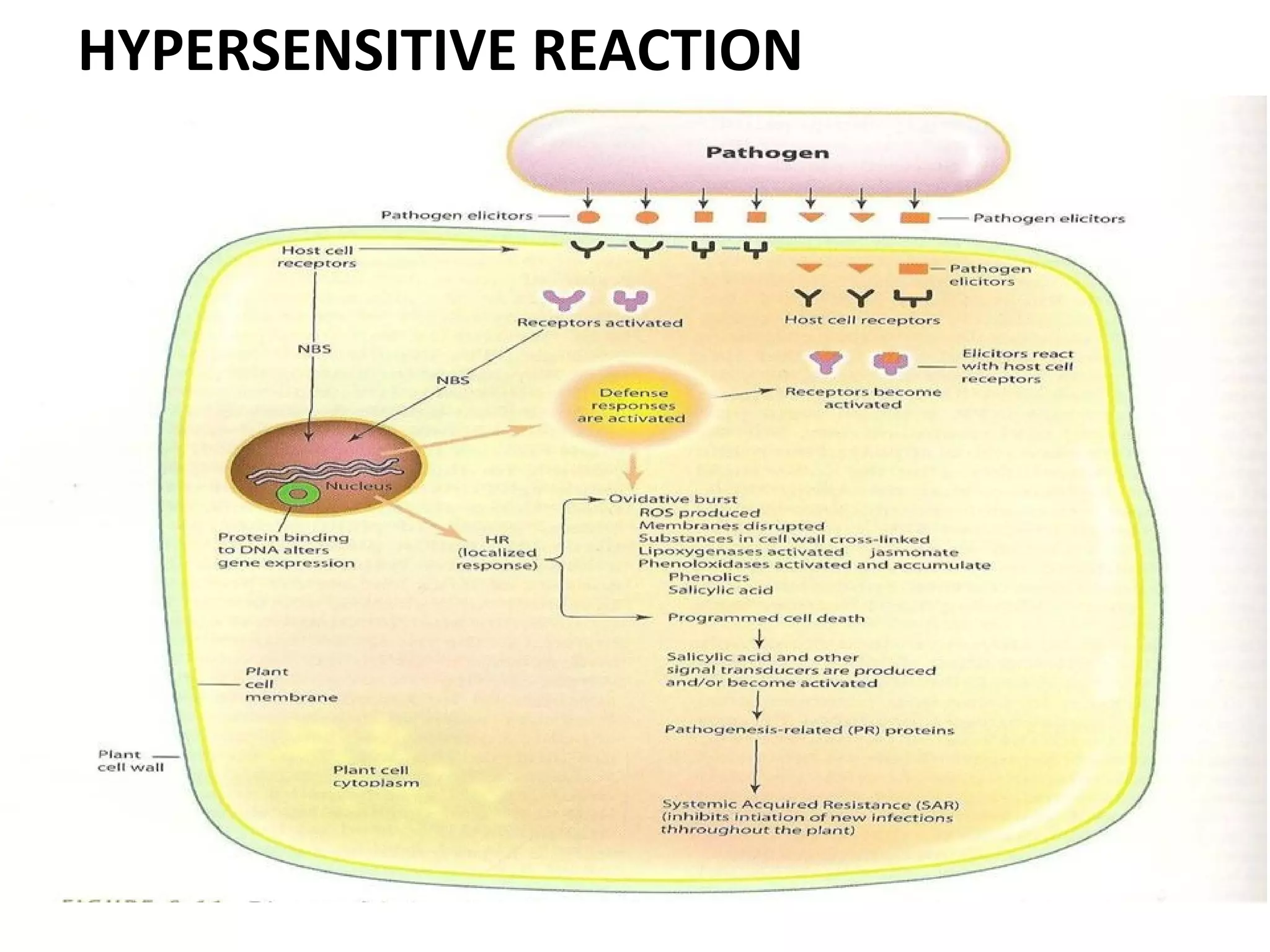 HYPERSENSITIVE REACTION
 