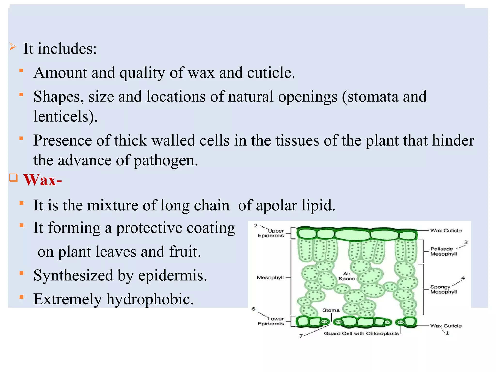 pre-EXISTING STRUCTURAL DEFENSE
 It includes:
 Amount and quality of wax and cuticle.
 Shapes, size and locations of natural openings (stomata and
lenticels).
 Presence of thick walled cells in the tissues of the plant that hinder
the advance of pathogen.
 Wax-
 It is the mixture of long chain of apolar lipid.
 It forming a protective coating
on plant leaves and fruit.
 Synthesized by epidermis.
 Extremely hydrophobic.
 