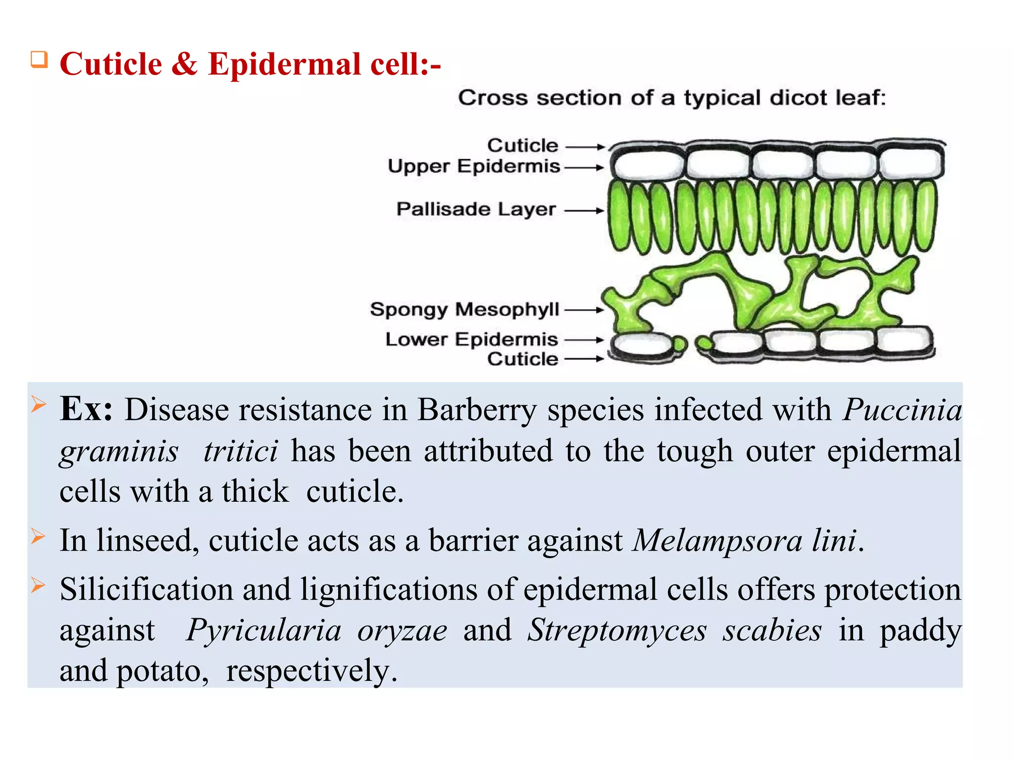  Cuticle & Epidermal cell:-
 Ex: Disease resistance in Barberry species infected with Puccinia
graminis tritici has been attributed to the tough outer epidermal
cells with a thick cuticle.
 In linseed, cuticle acts as a barrier against Melampsora lini.
 Silicification and lignifications of epidermal cells offers protection
against Pyricularia oryzae and Streptomyces scabies in paddy
and potato, respectively.
 