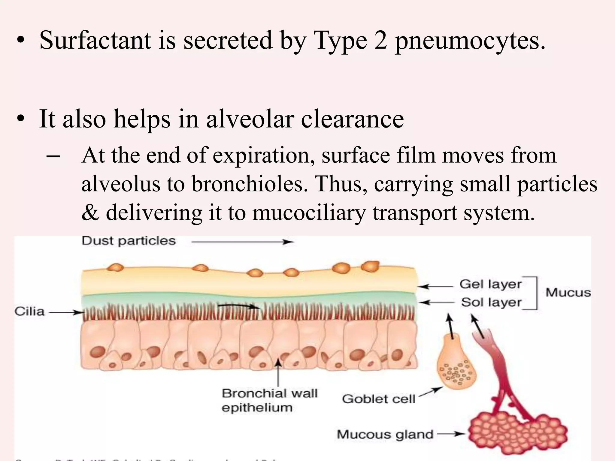 • Surfactant is secreted by Type 2 pneumocytes.
• It also helps in alveolar clearance
– At the end of expiration, surface film moves from
alveolus to bronchioles. Thus, carrying small particles
& delivering it to mucociliary transport system.
 