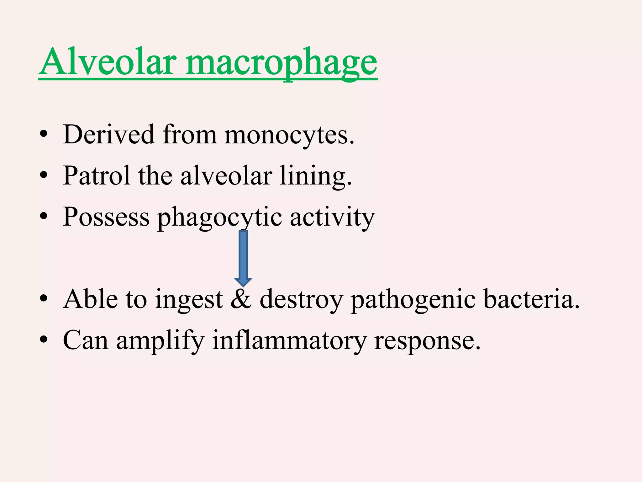 • Derived from monocytes.
• Patrol the alveolar lining.
• Possess phagocytic activity
• Able to ingest & destroy pathogenic bacteria.
• Can amplify inflammatory response.
 