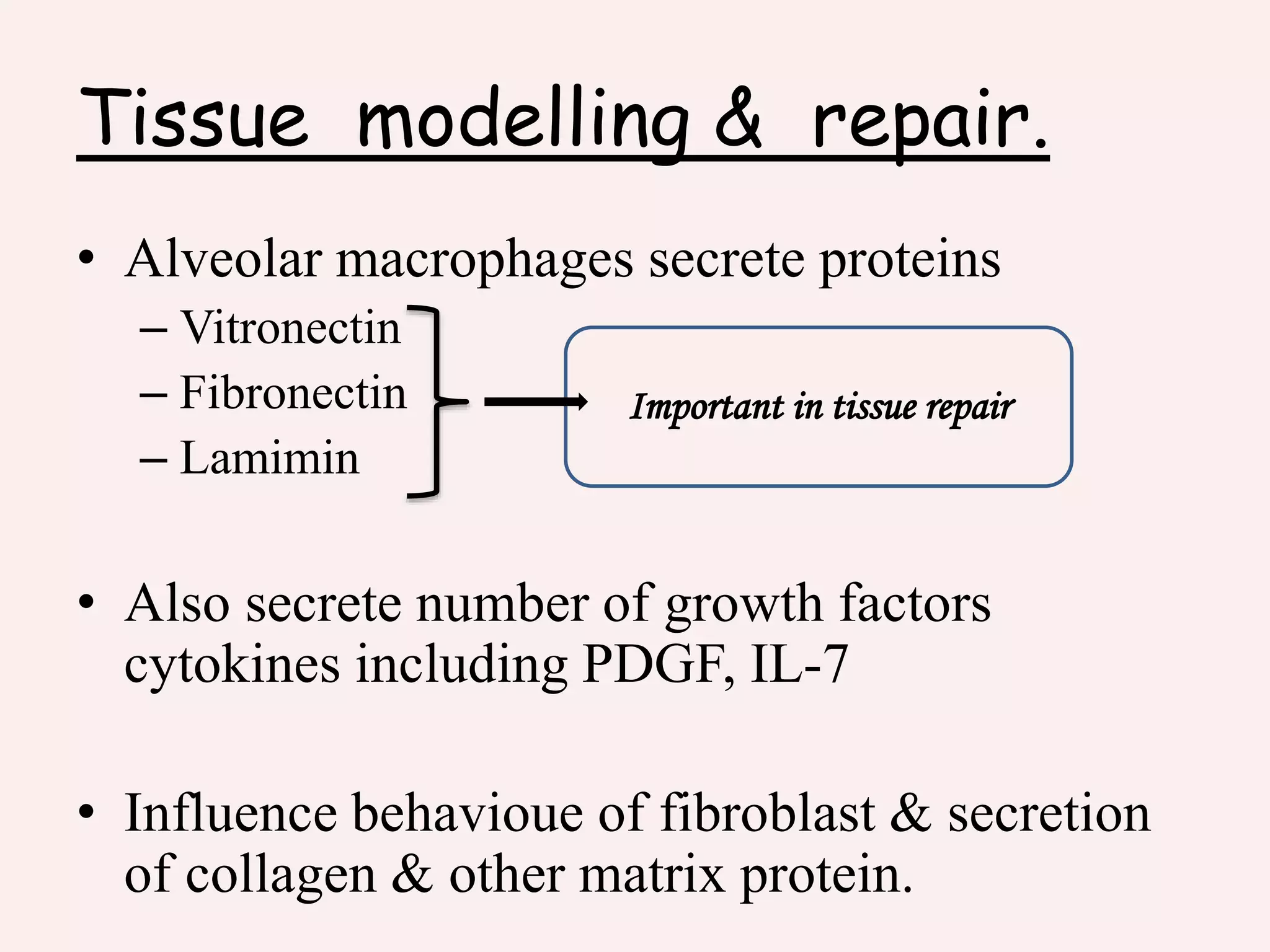 Tissue modelling & repair.
• Alveolar macrophages secrete proteins
– Vitronectin
– Fibronectin
– Lamimin
• Also secrete number of growth factors
cytokines including PDGF, IL-7
• Influence behavioue of fibroblast & secretion
of collagen & other matrix protein.
 