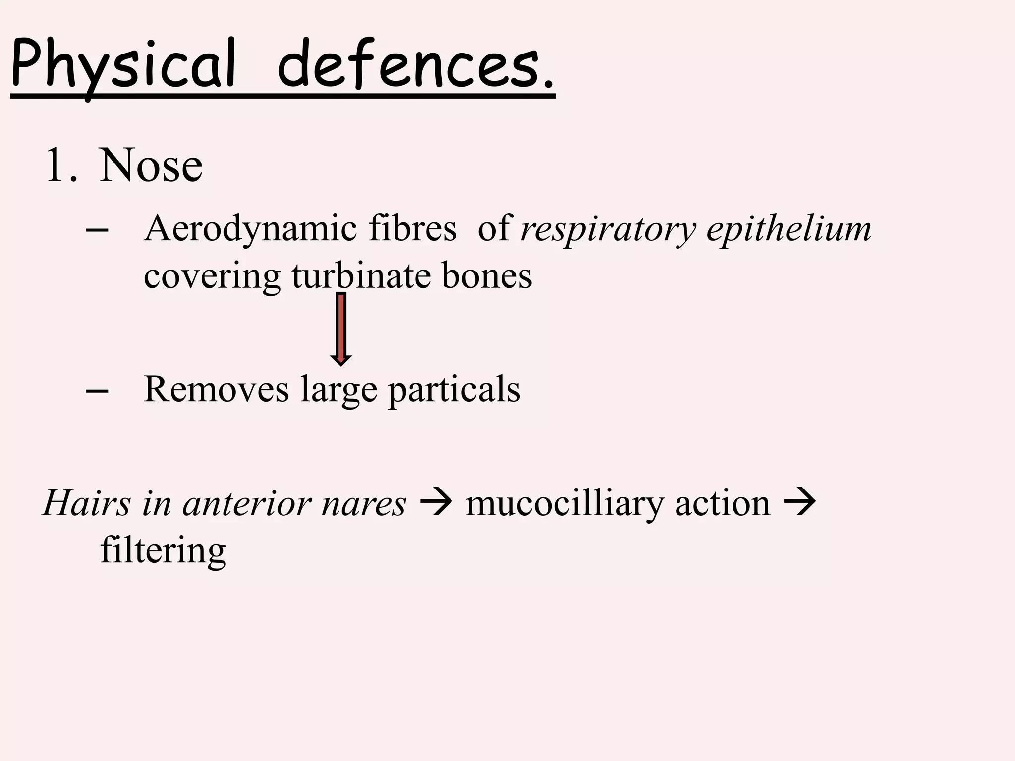 Physical defences.
1. Nose
– Aerodynamic fibres of respiratory epithelium
covering turbinate bones
– Removes large particals
Hairs in anterior nares  mucocilliary action 
filtering
 