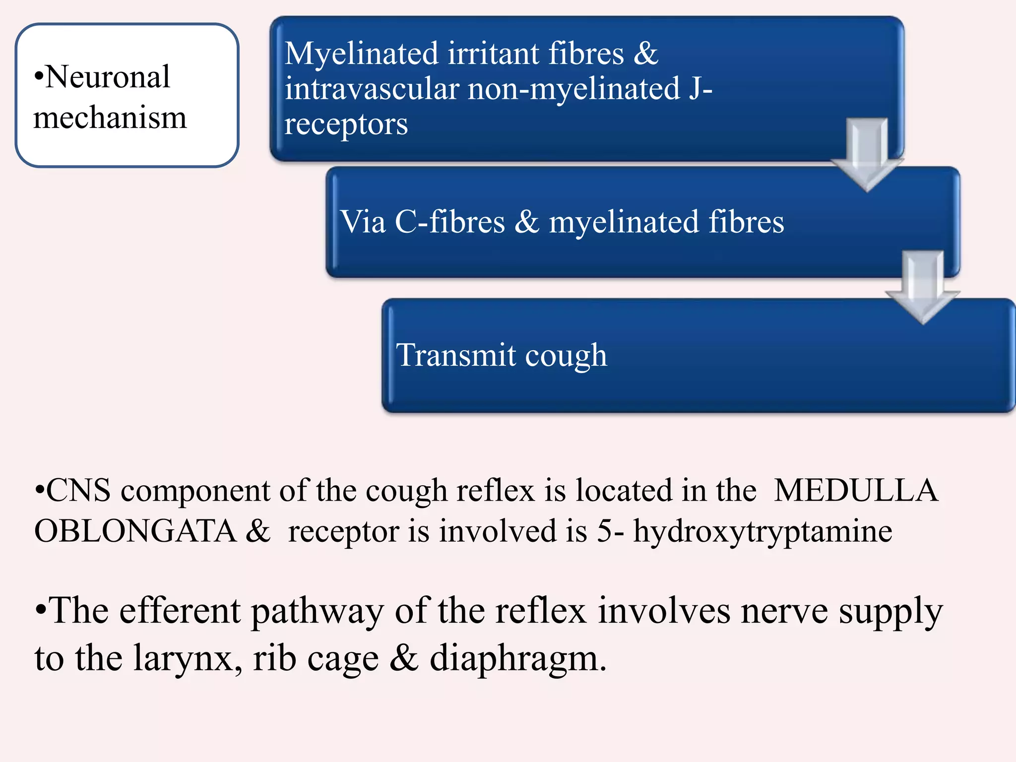 •The efferent pathway of the reflex involves nerve supply
to the larynx, rib cage & diaphragm.
•CNS component of the cough reflex is located in the MEDULLA
OBLONGATA & receptor is involved is 5- hydroxytryptamine
Myelinated irritant fibres &
intravascular non-myelinated J-
receptors
Via C-fibres & myelinated fibres
Transmit cough
•Neuronal
mechanism
 