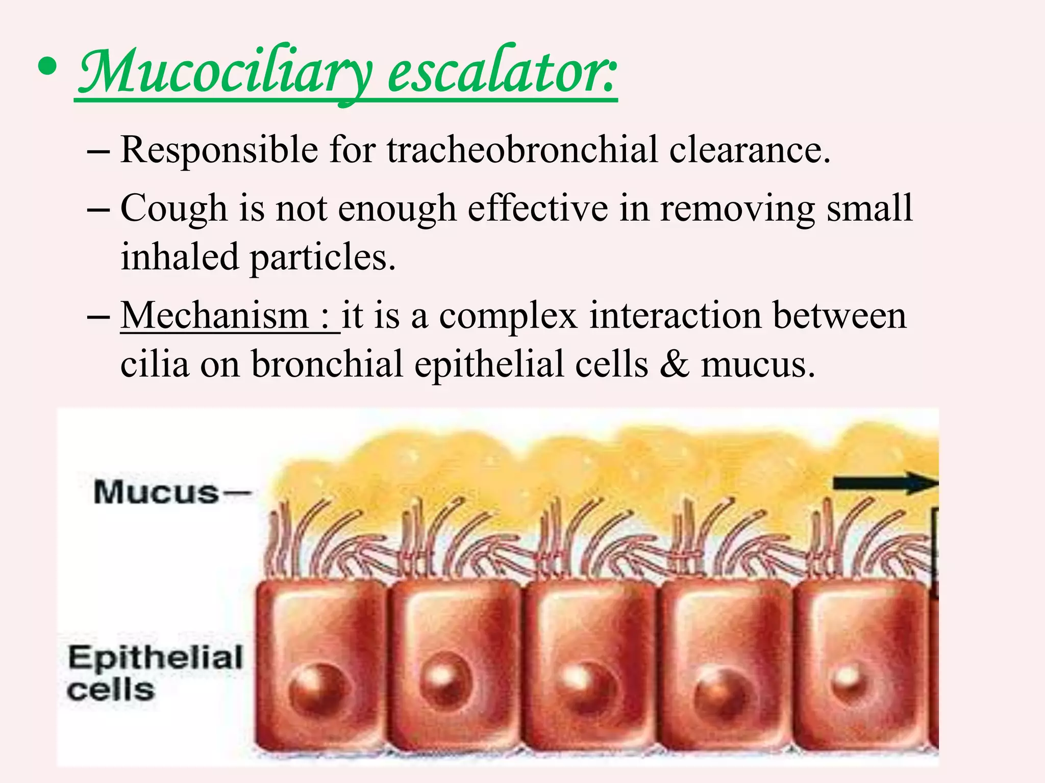 – Responsible for tracheobronchial clearance.
– Cough is not enough effective in removing small
inhaled particles.
– Mechanism : it is a complex interaction between
cilia on bronchial epithelial cells & mucus.
 