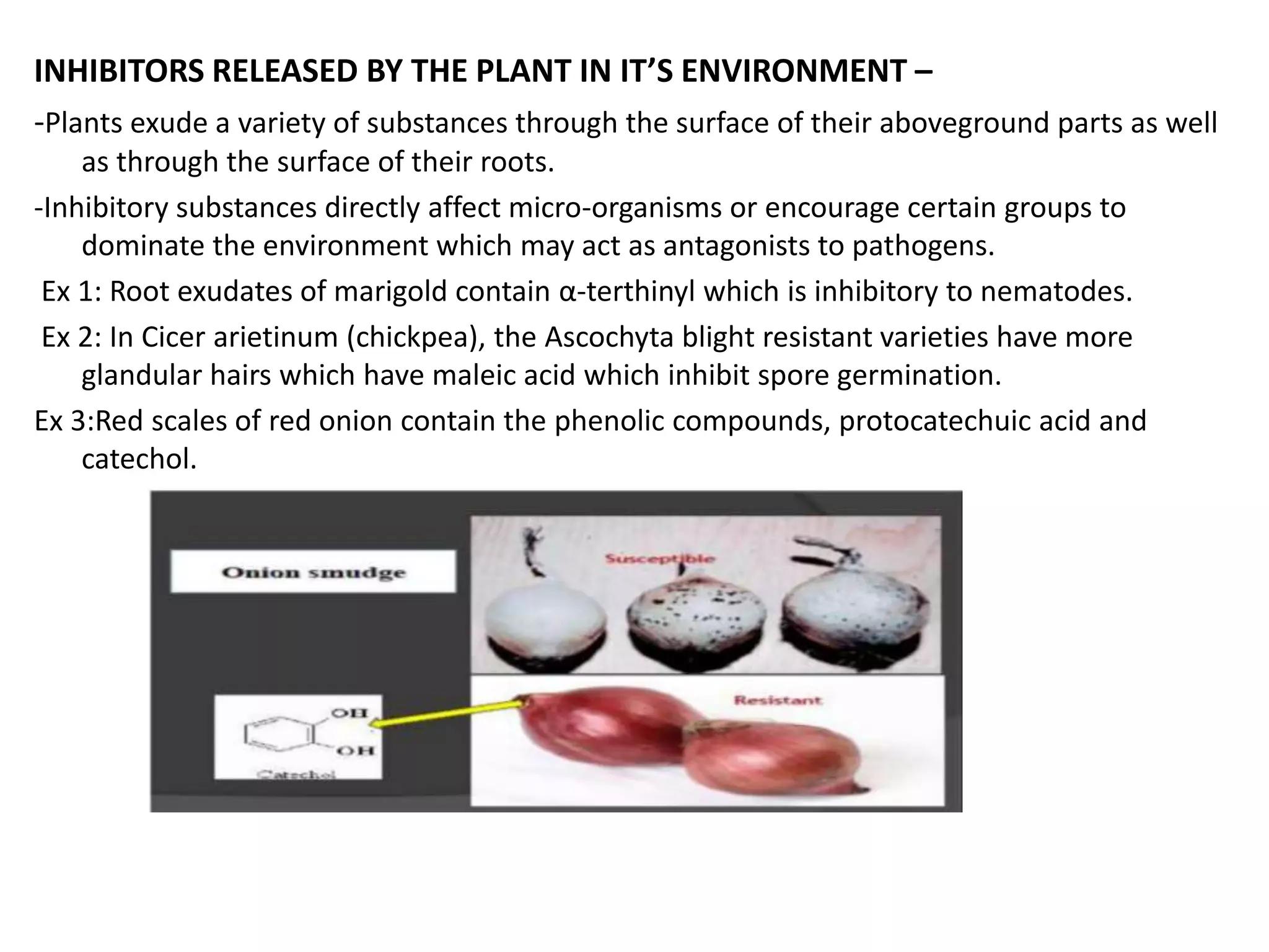 INHIBITORS RELEASED BY THE PLANT IN IT’S ENVIRONMENT –
-Plants exude a variety of substances through the surface of their aboveground parts as well
as through the surface of their roots.
-Inhibitory substances directly affect micro-organisms or encourage certain groups to
dominate the environment which may act as antagonists to pathogens.
Ex 1: Root exudates of marigold contain α-terthinyl which is inhibitory to nematodes.
Ex 2: In Cicer arietinum (chickpea), the Ascochyta blight resistant varieties have more
glandular hairs which have maleic acid which inhibit spore germination.
Ex 3:Red scales of red onion contain the phenolic compounds, protocatechuic acid and
catechol.
 