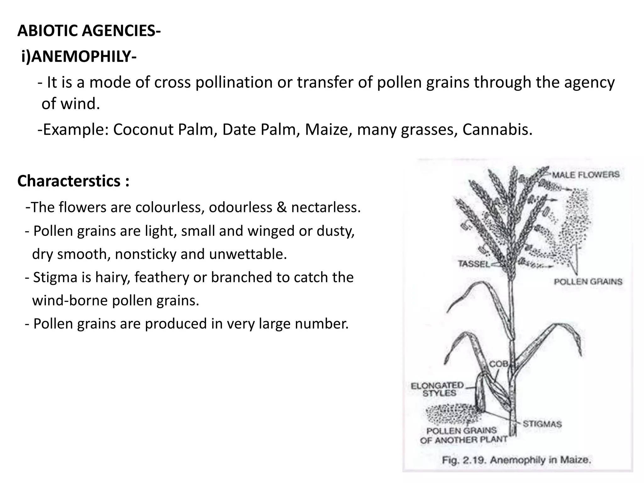 ABIOTIC AGENCIES-
i)ANEMOPHILY-
- It is a mode of cross pollination or transfer of pollen grains through the agency
of wind.
-Example: Coconut Palm, Date Palm, Maize, many grasses, Cannabis.
Characterstics :
-The flowers are colourless, odourless & nectarless.
- Pollen grains are light, small and winged or dusty,
dry smooth, nonsticky and unwettable.
- Stigma is hairy, feathery or branched to catch the
wind-borne pollen grains.
- Pollen grains are produced in very large number.
 