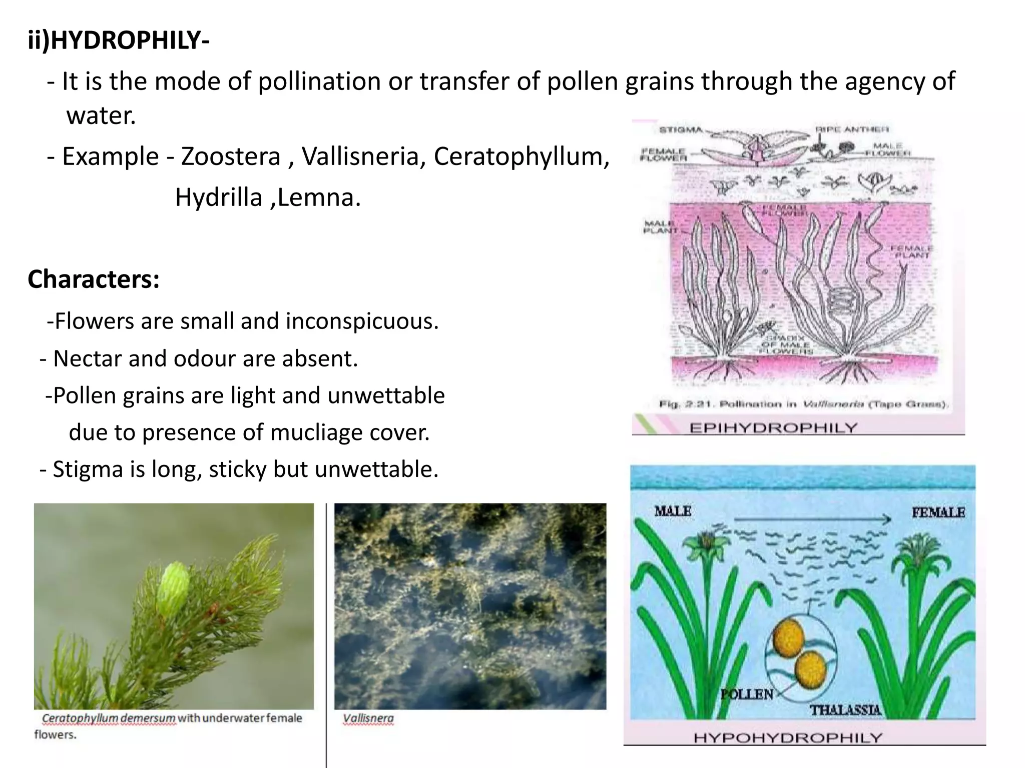 ii)HYDROPHILY-
- It is the mode of pollination or transfer of pollen grains through the agency of
water.
- Example - Zoostera , Vallisneria, Ceratophyllum,
Hydrilla ,Lemna.
Characters:
-Flowers are small and inconspicuous.
- Nectar and odour are absent.
-Pollen grains are light and unwettable
due to presence of mucliage cover.
- Stigma is long, sticky but unwettable.
 