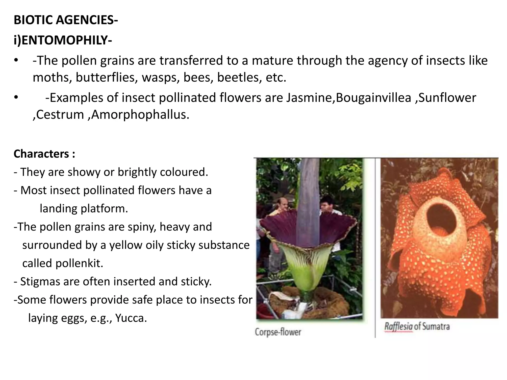 BIOTIC AGENCIES-
i)ENTOMOPHILY-
• -The pollen grains are transferred to a mature through the agency of insects like
moths, butterflies, wasps, bees, beetles, etc.
• -Examples of insect pollinated flowers are Jasmine,Bougainvillea ,Sunflower
,Cestrum ,Amorphophallus.
Characters :
- They are showy or brightly coloured.
- Most insect pollinated flowers have a
landing platform.
-The pollen grains are spiny, heavy and
surrounded by a yellow oily sticky substance
called pollenkit.
- Stigmas are often inserted and sticky.
-Some flowers provide safe place to insects for
laying eggs, e.g., Yucca.
 