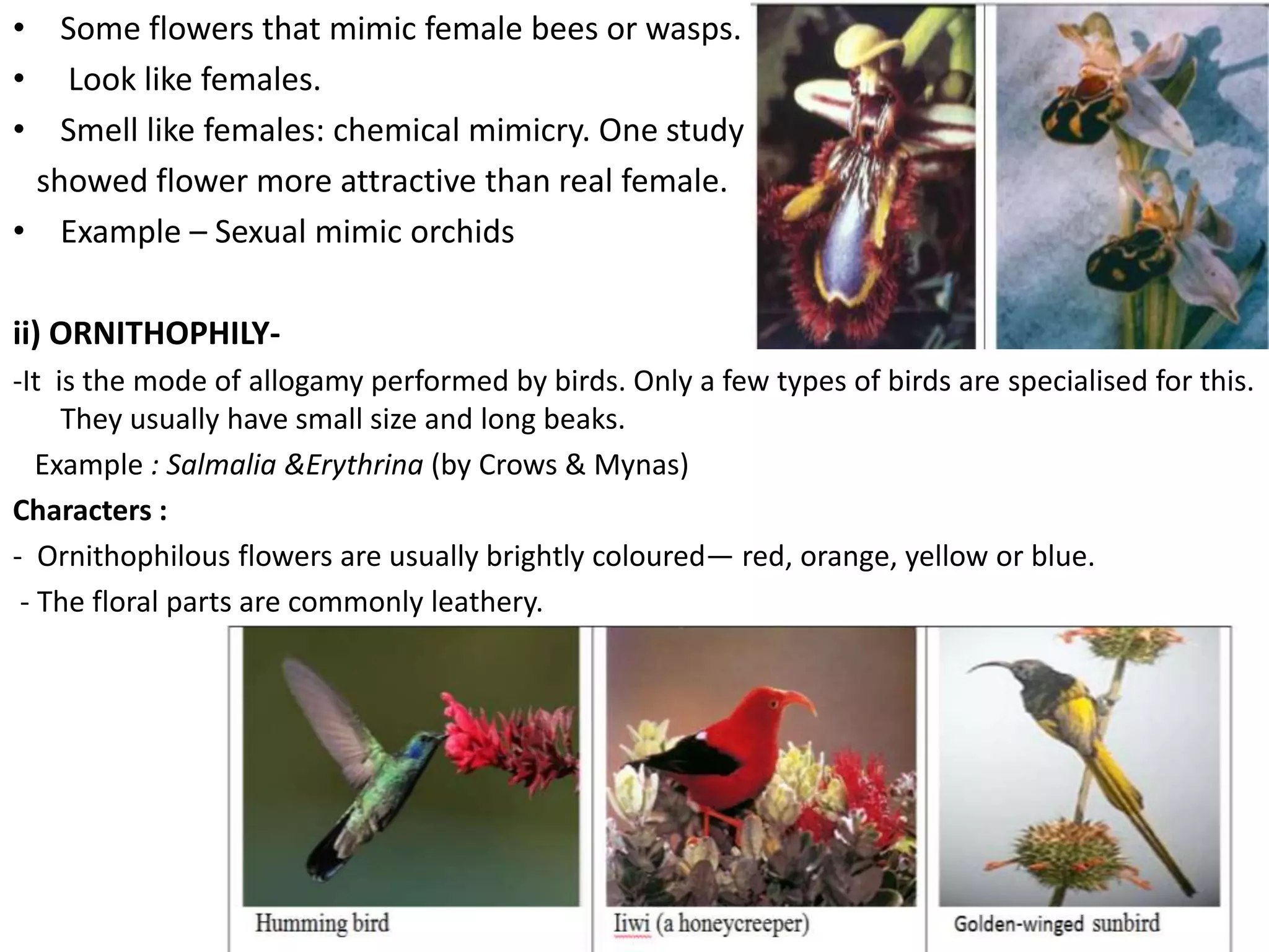 • Some flowers that mimic female bees or wasps.
• Look like females.
• Smell like females: chemical mimicry. One study
showed flower more attractive than real female.
• Example – Sexual mimic orchids
ii) ORNITHOPHILY-
-It is the mode of allogamy performed by birds. Only a few types of birds are specialised for this.
They usually have small size and long beaks.
Example : Salmalia &Erythrina (by Crows & Mynas)
Characters :
- Ornithophilous flowers are usually brightly coloured— red, orange, yellow or blue.
- The floral parts are commonly leathery.
 