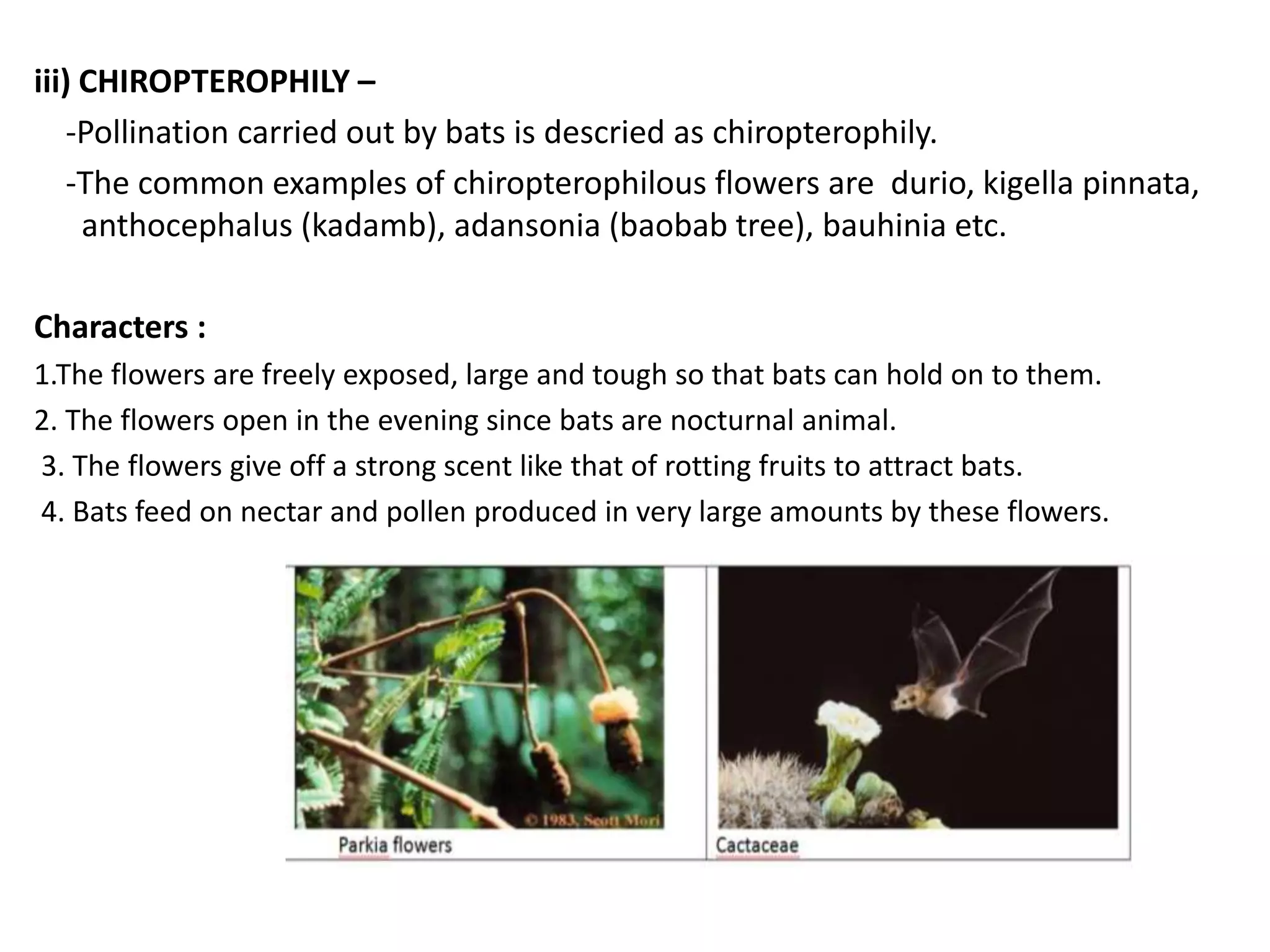 iii) CHIROPTEROPHILY –
-Pollination carried out by bats is descried as chiropterophily.
-The common examples of chiropterophilous flowers are durio, kigella pinnata,
anthocephalus (kadamb), adansonia (baobab tree), bauhinia etc.
Characters :
1.The flowers are freely exposed, large and tough so that bats can hold on to them.
2. The flowers open in the evening since bats are nocturnal animal.
3. The flowers give off a strong scent like that of rotting fruits to attract bats.
4. Bats feed on nectar and pollen produced in very large amounts by these flowers.
 