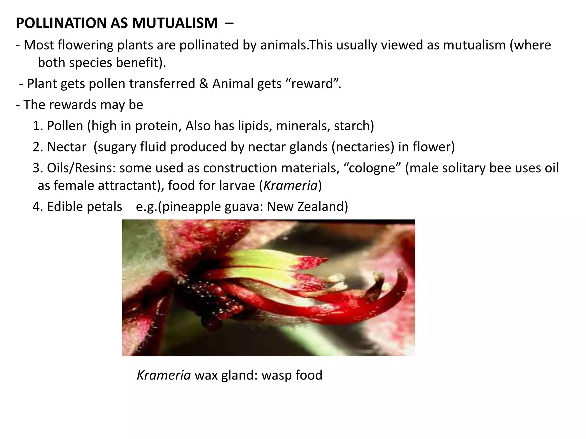 POLLINATION AS MUTUALISM –
- Most flowering plants are pollinated by animals.This usually viewed as mutualism (where
both species benefit).
- Plant gets pollen transferred & Animal gets “reward”.
- The rewards may be
1. Pollen (high in protein, Also has lipids, minerals, starch)
2. Nectar (sugary fluid produced by nectar glands (nectaries) in flower)
3. Oils/Resins: some used as construction materials, “cologne” (male solitary bee uses oil
as female attractant), food for larvae (Krameria)
4. Edible petals e.g.(pineapple guava: New Zealand)
Krameria wax gland: wasp food
 