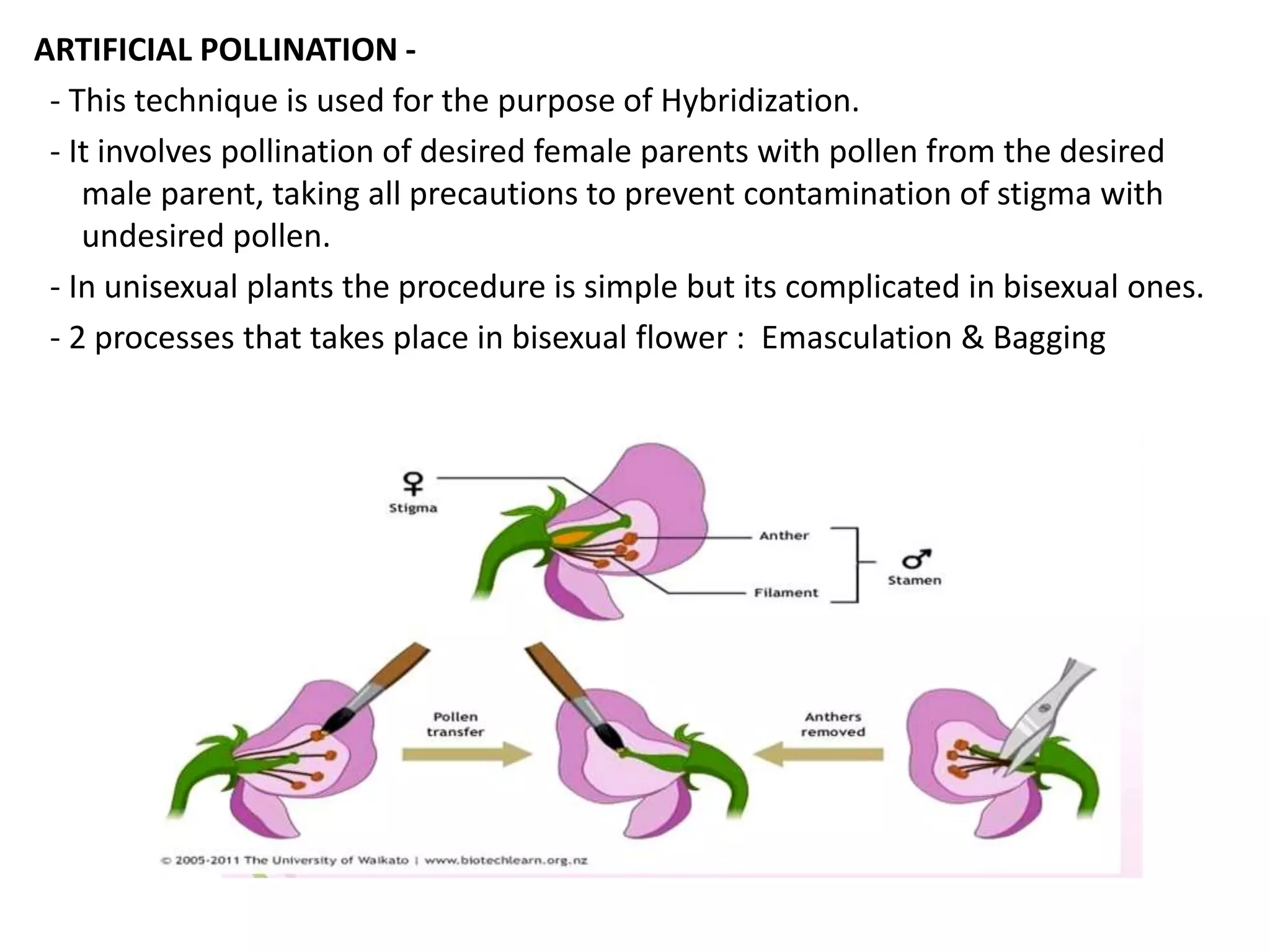 ARTIFICIAL POLLINATION -
- This technique is used for the purpose of Hybridization.
- It involves pollination of desired female parents with pollen from the desired
male parent, taking all precautions to prevent contamination of stigma with
undesired pollen.
- In unisexual plants the procedure is simple but its complicated in bisexual ones.
- 2 processes that takes place in bisexual flower : Emasculation & Bagging
 