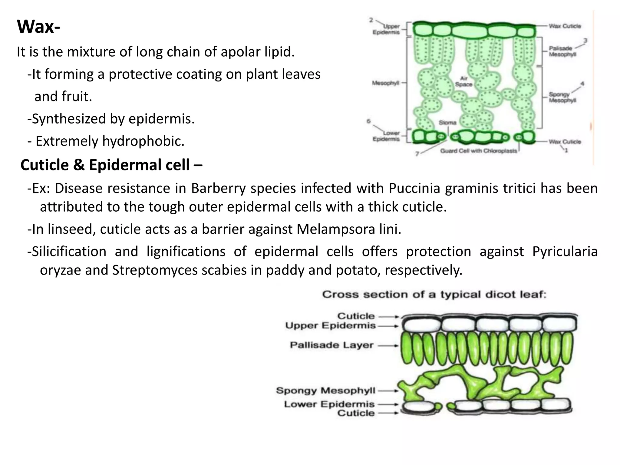 Wax-
It is the mixture of long chain of apolar lipid.
-It forming a protective coating on plant leaves
and fruit.
-Synthesized by epidermis.
- Extremely hydrophobic.
Cuticle & Epidermal cell –
-Ex: Disease resistance in Barberry species infected with Puccinia graminis tritici has been
attributed to the tough outer epidermal cells with a thick cuticle.
-In linseed, cuticle acts as a barrier against Melampsora lini.
-Silicification and lignifications of epidermal cells offers protection against Pyricularia
oryzae and Streptomyces scabies in paddy and potato, respectively.
 