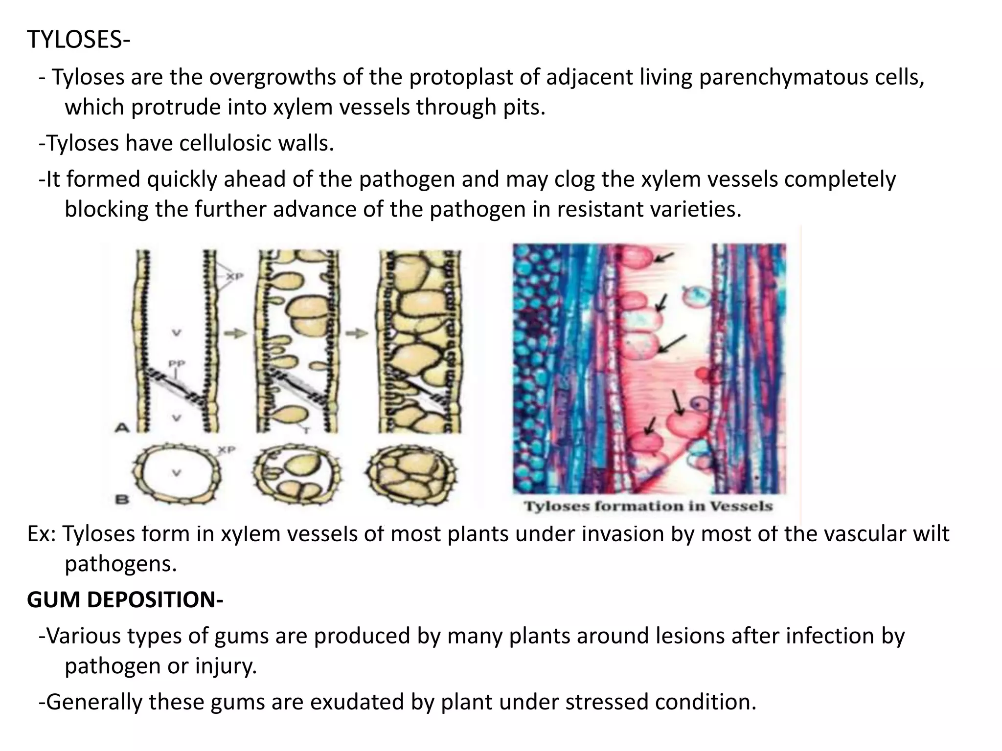 TYLOSES-
- Tyloses are the overgrowths of the protoplast of adjacent living parenchymatous cells,
which protrude into xylem vessels through pits.
-Tyloses have cellulosic walls.
-It formed quickly ahead of the pathogen and may clog the xylem vessels completely
blocking the further advance of the pathogen in resistant varieties.
Ex: Tyloses form in xylem vessels of most plants under invasion by most of the vascular wilt
pathogens.
GUM DEPOSITION-
-Various types of gums are produced by many plants around lesions after infection by
pathogen or injury.
-Generally these gums are exudated by plant under stressed condition.
 