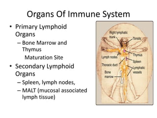 Organs Of Immune System
• Primary Lymphoid
Organs
– Bone Marrow and
Thymus
Maturation Site
• Secondary Lymphoid
Organs
– Spleen, lymph nodes,
– MALT (mucosal associated
lymph tissue)
 