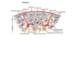 THYMUS
 