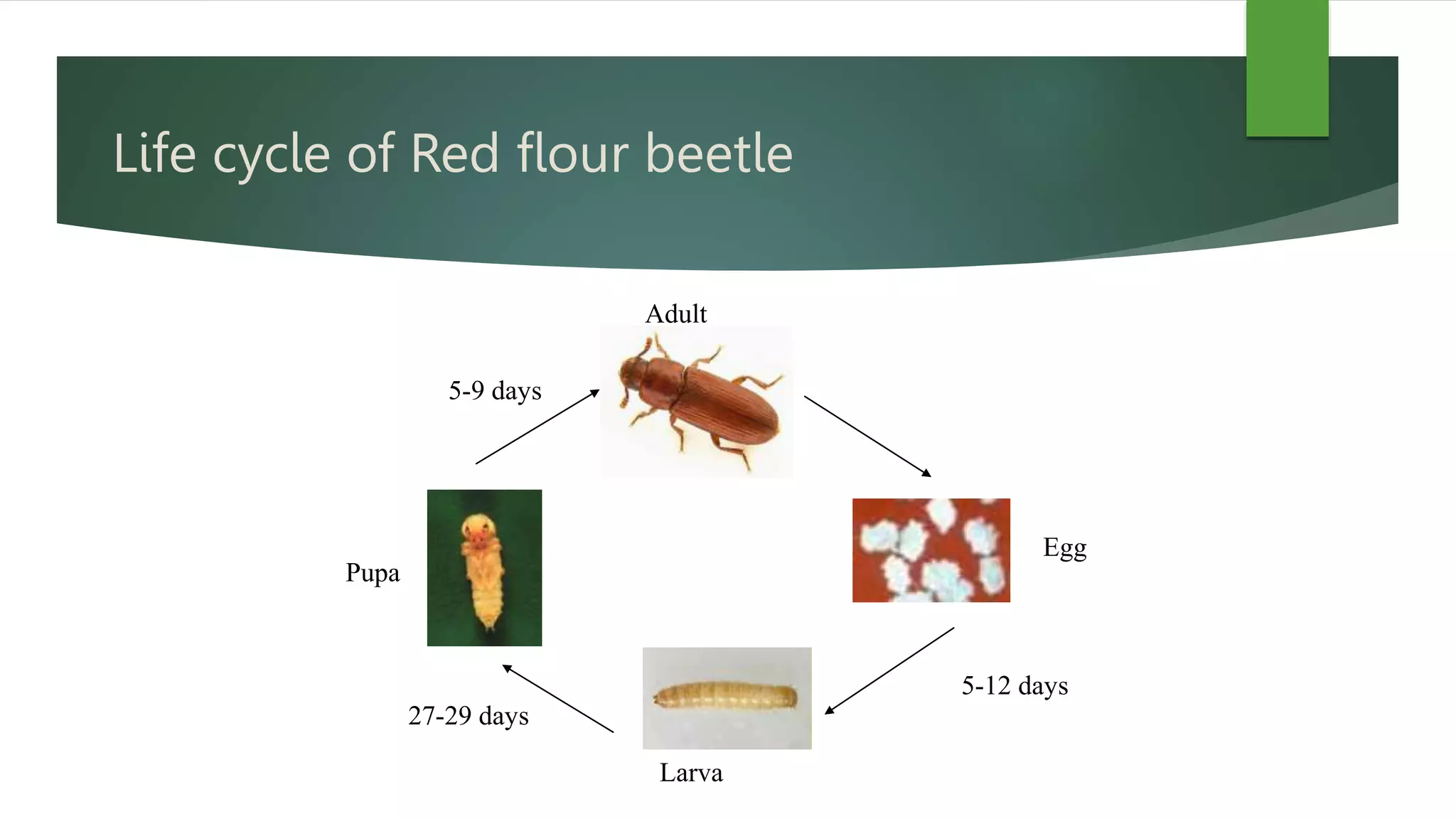 Khapra beetle | PPTX