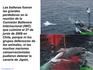 Las ballenas fueron las grandes perdedoras en la reunión de la Comisión Ballenera Internacional (IWC) que culminó el 27 de junio de 2008 en Chile, porque ni los  grupos defensores de los animales, ni las muchas naciones conservacionistas pudieron detener la cacería de Japón.  [email_address] a Free PPS by   V it ano ble 