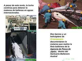 Dos barcos y un helicóptero de  Greenpeace   documentaron la matanza que realiza la flota ballenera de la  Agencia de Pesca de Japón ,  dentro del Santuario Ballenero Austral A pesar de este revés, la lucha continúa para detener la matanza de ballenas en aguas internacionales. a Free PPS by   V it ano ble 