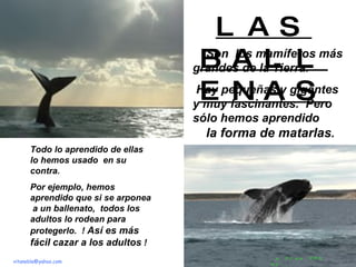 Son  los mamíferos más grandes de la Tierra.  Hay pequeñas y gigantes y muy fascinantes.  Pero sólo hemos aprendido  la forma de matarlas .  Todo lo aprendido de ellas lo hemos usado  en su contra.  Por ejemplo, hemos aprendido que si se arponea  a un ballenato,  todos los adultos lo rodean para protegerlo.  !  Así es más fácil cazar a los adultos  ! LAS BALLENAS [email_address] a Free PPS by   V it ano ble 