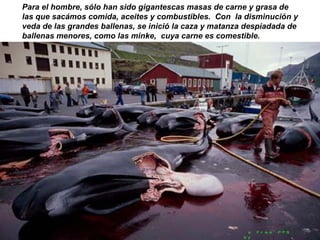 Para el hombre, sólo han sido gigantescas masas de carne y grasa de las que sacámos comida, aceites y combustibles.  Con  la disminución y veda de las grandes ballenas, se inició la caza y matanza despiadada de  ballenas menores, como las minke,  cuya carne es comestible. a Free PPS by   V it ano ble 