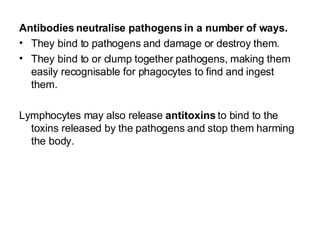 Antibodies neutralise pathogens in a number of ways. They bind to pathogens and damage or destroy them. They bind to or clump together pathogens, making them easily recognisable for phagocytes to find and ingest them. Lymphocytes may also release  antitoxins  to bind to the toxins released by the pathogens and stop them harming the body. 