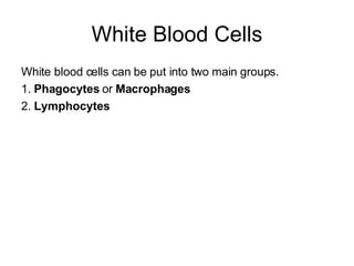 White Blood Cells White blood cells can be put into two main groups. 1.  Phagocytes  or  Macrophages 2.  Lymphocytes 
