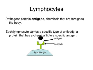 Lymphocytes Pathogens contain  antigens , chemicals that are foreign to the body.  Each lymphocyte carries a specific type of antibody, a protein that has a chemical fit to a specific antigen. antigen antibody lymphocyte 
