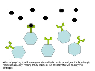 When a lymphocyte with an appropriate antibody meets an antigen, the lymphocyte  reproduces quickly, making many copies of the antibody that will destroy the pathogen. 