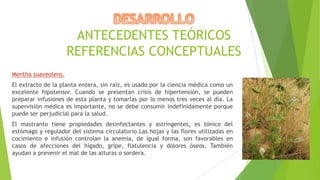 ANTECEDENTES TEÓRICOS
REFERENCIAS CONCEPTUALES
Mentha suaveolens.
El extracto de la planta entera, sin raíz, es usado por la ciencia médica como un
excelente hipotensor. Cuando se presentan crisis de hipertensión, se pueden
preparar infusiones de esta planta y tomarlas por lo menos tres veces al día. La
supervisión médica es importante, no se debe consumir indefinidamente porque
puede ser perjudicial para la salud.
El mastranto tiene propiedades desinfectantes y astringentes, es tónico del
estómago y regulador del sistema circulatorio.Las hojas y las flores utilizadas en
cocimiento e infusión controlan la anemia, de igual forma, son favorables en
casos de afecciones del hígado, gripe, flatulencia y dolores óseos. También
ayudan a prevenir el mal de las alturas o sordera.

 