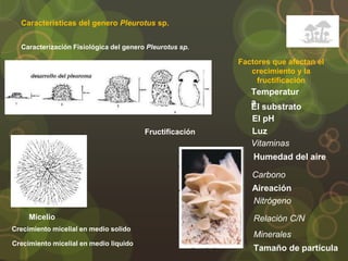 Características del genero Pleurotus sp.
Caracterización Fisiológica del genero Pleurotus sp.
Micelio
Fructificación
Temperatur
a
El pH
El substrato
Carbono
Nitrógeno
Relación C/N
Minerales
Vitaminas
Humedad del aire
Tamaño de partícula
Aireación
Luz
Factores que afectan el
crecimiento y la
fructificación
Crecimiento micelial en medio solido
Crecimiento micelial en medio liquido
 