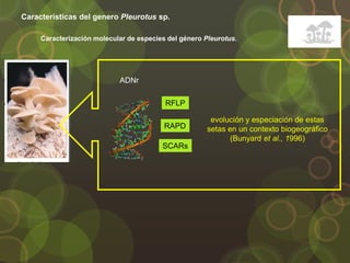 Caracterización molecular de especies del género Pleurotus.
Características del genero Pleurotus sp.
ADNr
RFLP
RAPD
SCARs
evolución y especiación de estas
setas en un contexto biogeográfico
(Bunyard et al., 1996)
 