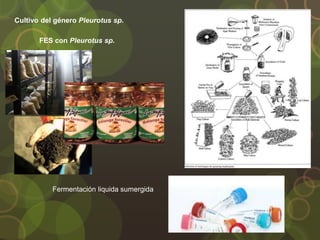 Cultivo del género Pleurotus sp.
FES con Pleurotus sp.
Fermentación liquida sumergida
 