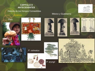 Historia de los Hongos Comestibles
América
Perú
México y Guatelama
P. ostreatus
P. eryngii
CAPITULO II
ANTECEDENTES
 
