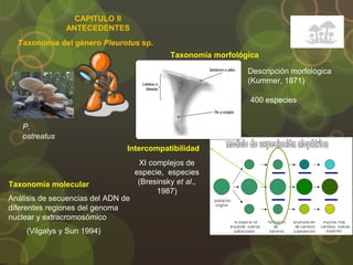 Taxonomía del género Pleurotus sp.
CAPITULO II
ANTECEDENTES
P.
ostreatus
Taxonomía morfológica
400 especies
Intercompatibilidad
XI complejos de
especie, especies
(Bresinsky et al.,
1987)
(Vilgalys y Sun 1994)
Taxonomía molecular
Análisis de secuencias del ADN de
diferentes regiones del genoma
nuclear y extracromosómico
Descripción morfológica
(Kummer, 1871)
 