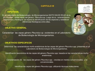 CAPITULO III
HIPOTESIS.
OBJETIVO GENERAL
En el Laboratorio de Biotecnología de Microorganismos SIXTO DAVID ROJO de la
ULA Existen varias cepas del género Pleurotus sp. Luego de su caracterización
taxonómica y fisiológica se espera la identificación de las especies y establecer
diferencias fisiológicas entre ellas.
Caracterizar las cepas género Pleurotus sp. existentes en el Laboratorio
de Biotecnología de Microorganismos.
OBJETIVOS ESPECIFICOS
Determinar las características morfo-anatómicas de las cepas del género Pleurotus spp. presentes en el
Laboratorio de Biotecnología de Microorganismos.
Identificación taxonómica de las cepas del género Pleurotus spp. basada en las características morfo-
anatómicas.
Caracterización de las cepas del género Pleurotus spp. crecidas en medios convencionales y no
convencionales.
Identificar las cepas del género Pleurotus spp. utilizando técnicas moleculares.
 