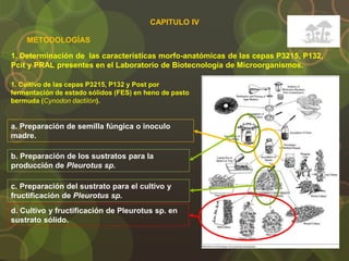 CAPITULO IV
1. Determinación de las características morfo-anatómicas de las cepas P3215, P132,
Pcit y PRAL presentes en el Laboratorio de Biotecnología de Microorganismos.
METODOLOGÍAS
1. Cultivo de las cepas P3215, P132 y Post por
fermentación de estado sólidos (FES) en heno de pasto
bermuda (Cynodon dactilón).
a. Preparación de semilla fúngica o inoculo
madre.
b. Preparación de los sustratos para la
producción de Pleurotus sp.
c. Preparación del sustrato para el cultivo y
fructificación de Pleurotus sp.
d. Cultivo y fructificación de Pleurotus sp. en
sustrato sólido.
 